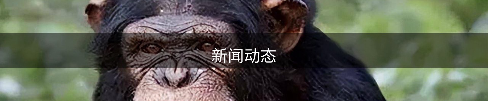 新闻动态